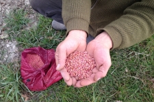 L’Ecomuseu del Blat del Colomer i el Camp de les Lloses en col•laboració